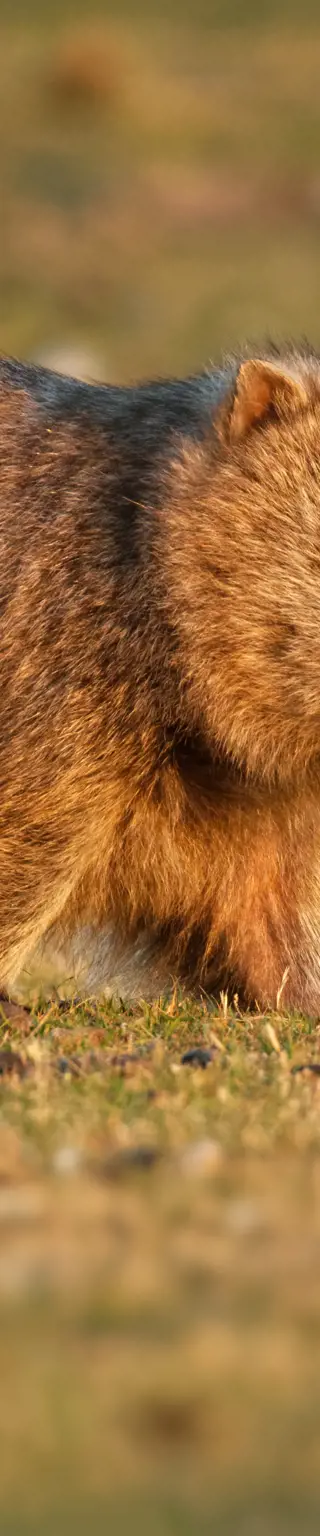 Beobachte Tiere auf Maria Island